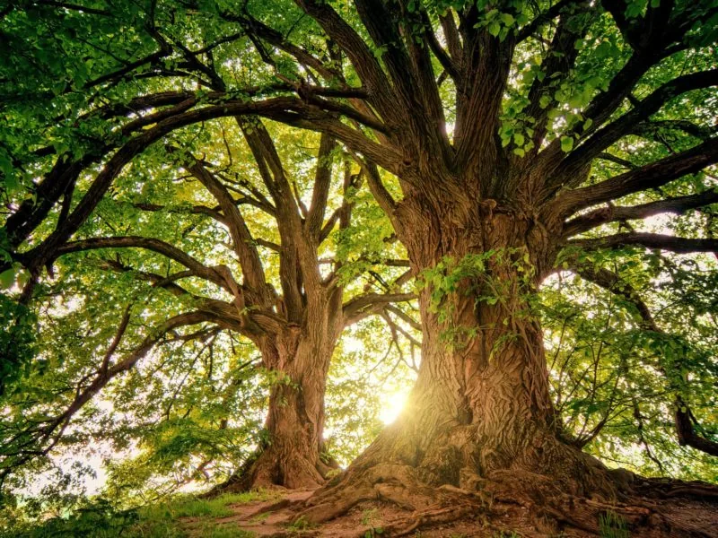 Arbre dont les branches et les racines évoquent le parcours, photographie illustrative issue du blog Finovcare